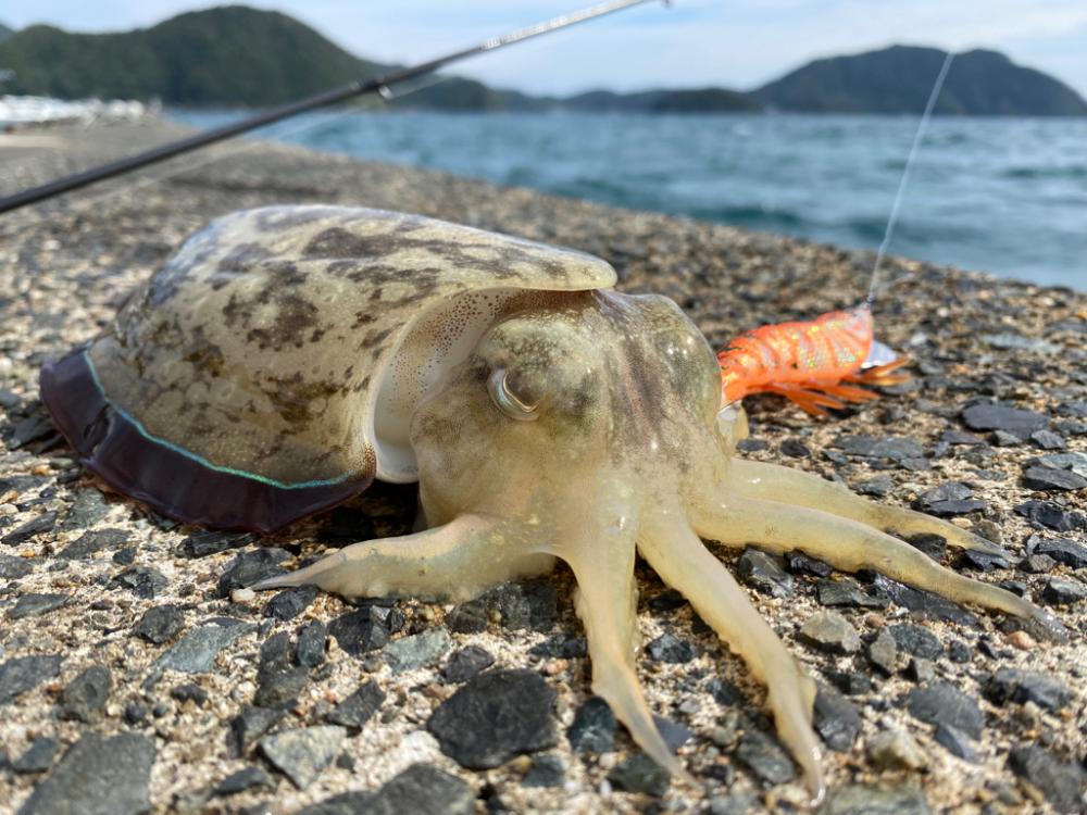 コウイカ祭り！