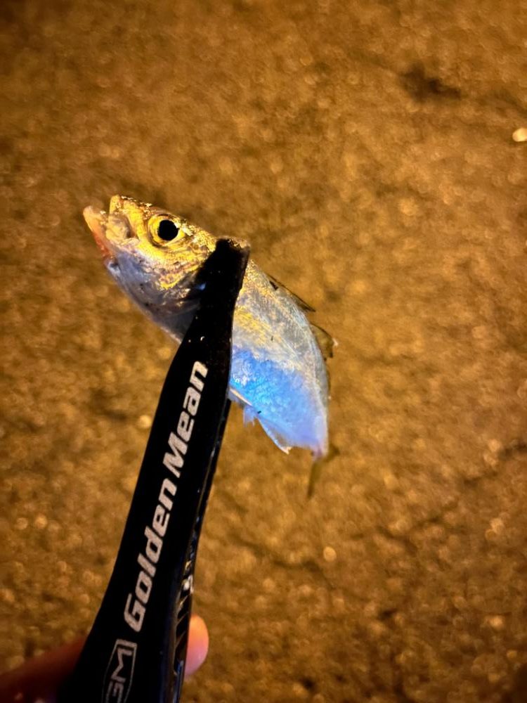 まだまだ豆アジ