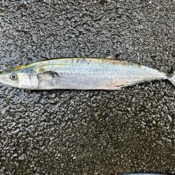 ムコイチ　ショアジギング