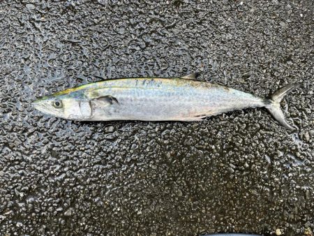 ムコイチ　ショアジギング