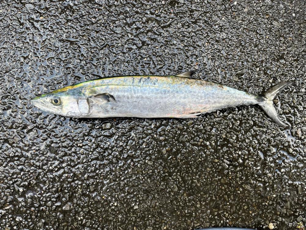 ムコイチ　ショアジギング