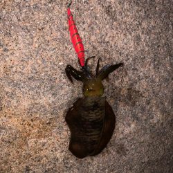 久しぶりエギング