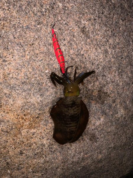 久しぶりエギング