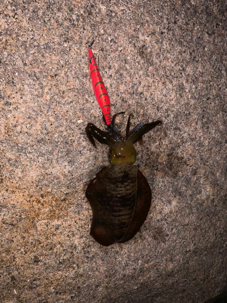 久しぶりエギング