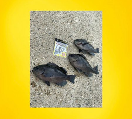 まだまだ小さいサイズが寄りつき