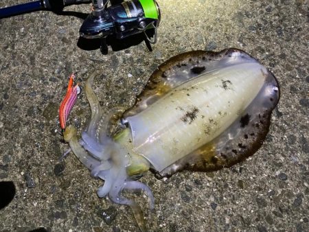 好調続くエギング