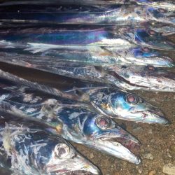 某人工島　爆釣タチウオ！！