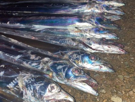 某人工島　爆釣タチウオ！！