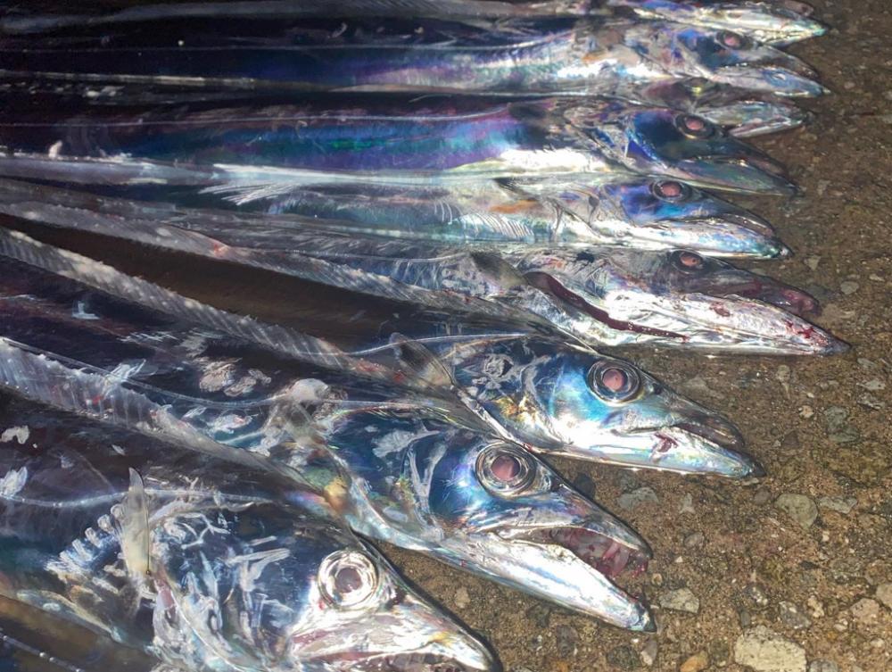 某人工島 爆釣タチウオ!!