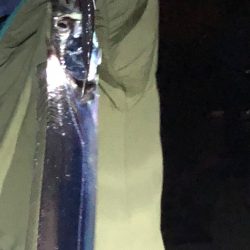 淡路の初秋のタチウオの引き堪能しました！