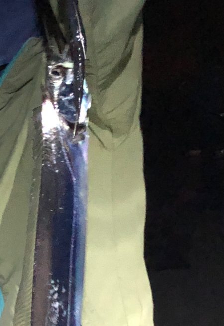 淡路の初秋のタチウオの引き堪能しました！