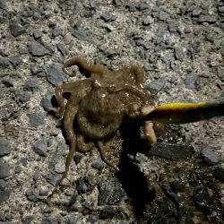 イイダコ(リリース)