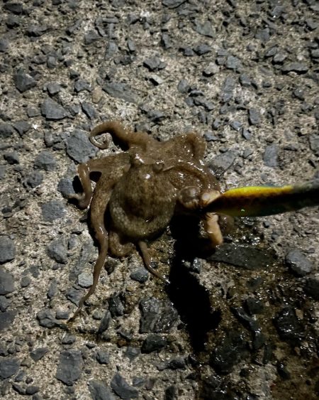 イイダコ(リリース)