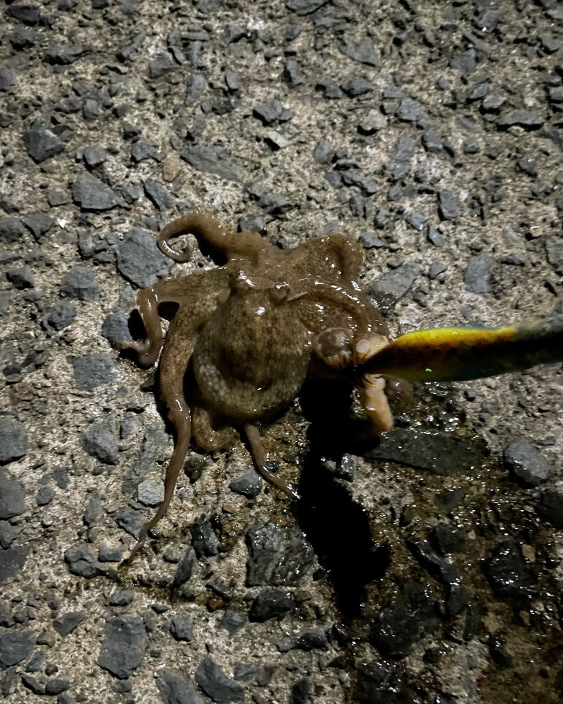 イイダコ(リリース)