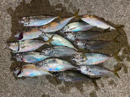 豪華アジング釣行✨