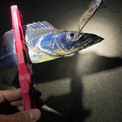 深夜4時からの時短釣り