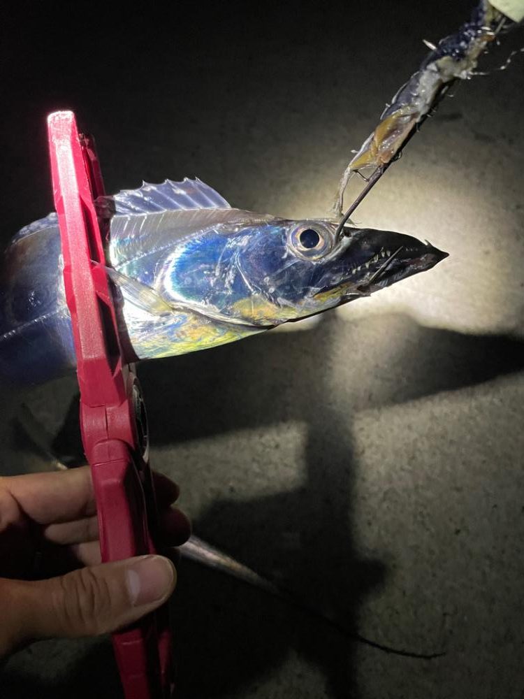 深夜4時からの時短釣り