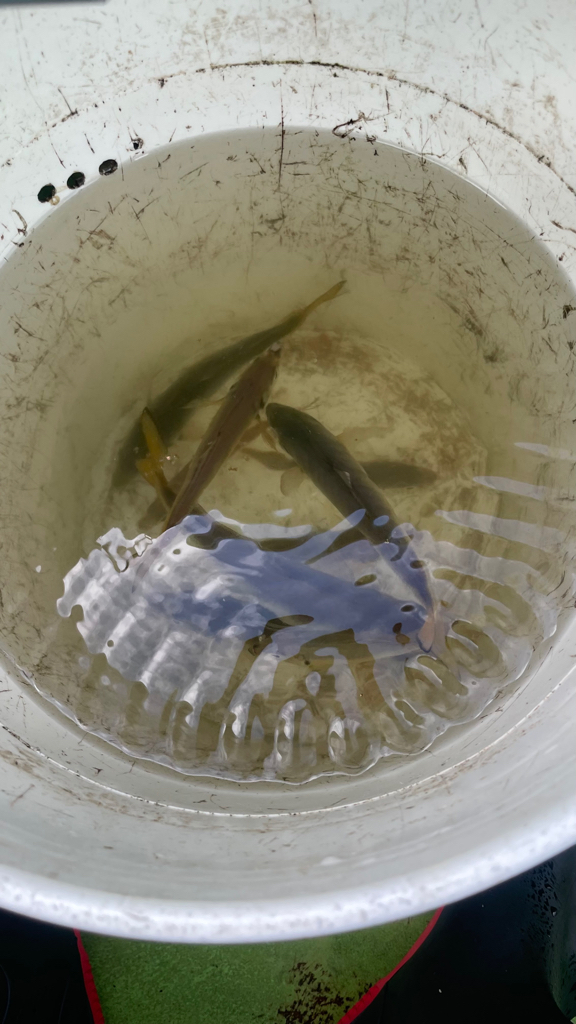 マルイカ竿にて