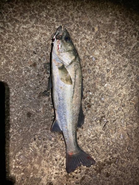 シーバスフィッシング