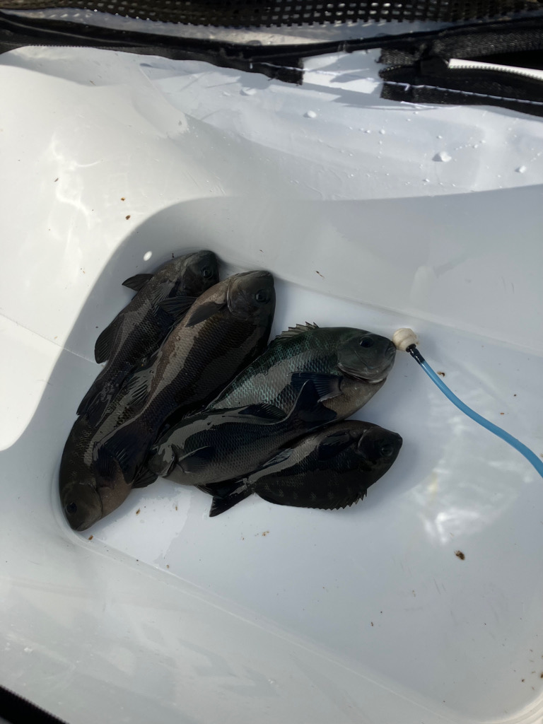 テトラからフカセ釣り