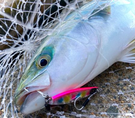 釣れない時間帯のマキマキバイブ最高！