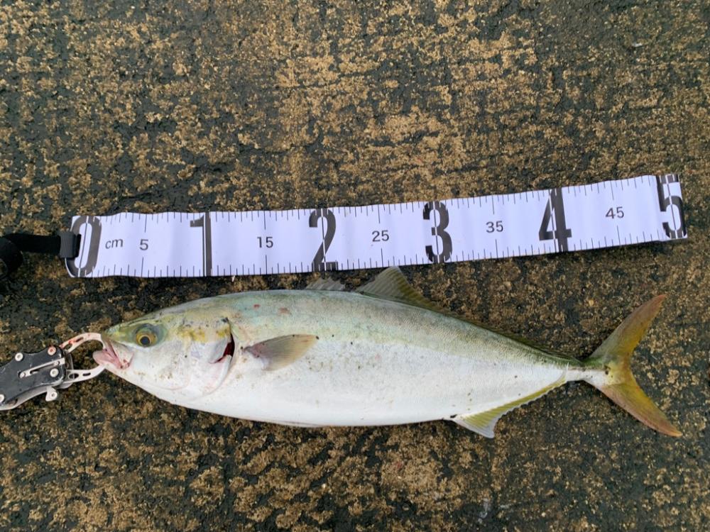 朝一青物高活性