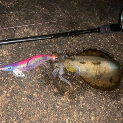 久々にアオリイカ