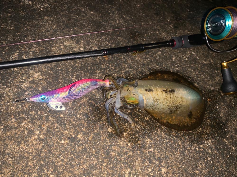 久々にアオリイカ