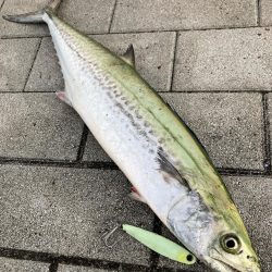 激混み。激渋。。サゴシ53cm。。。