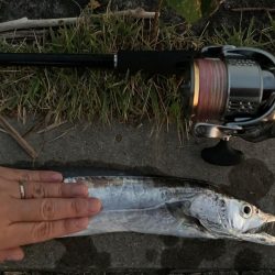 久しぶりのタチウオ