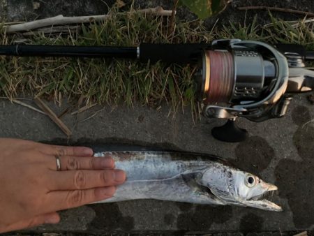 久しぶりのタチウオ