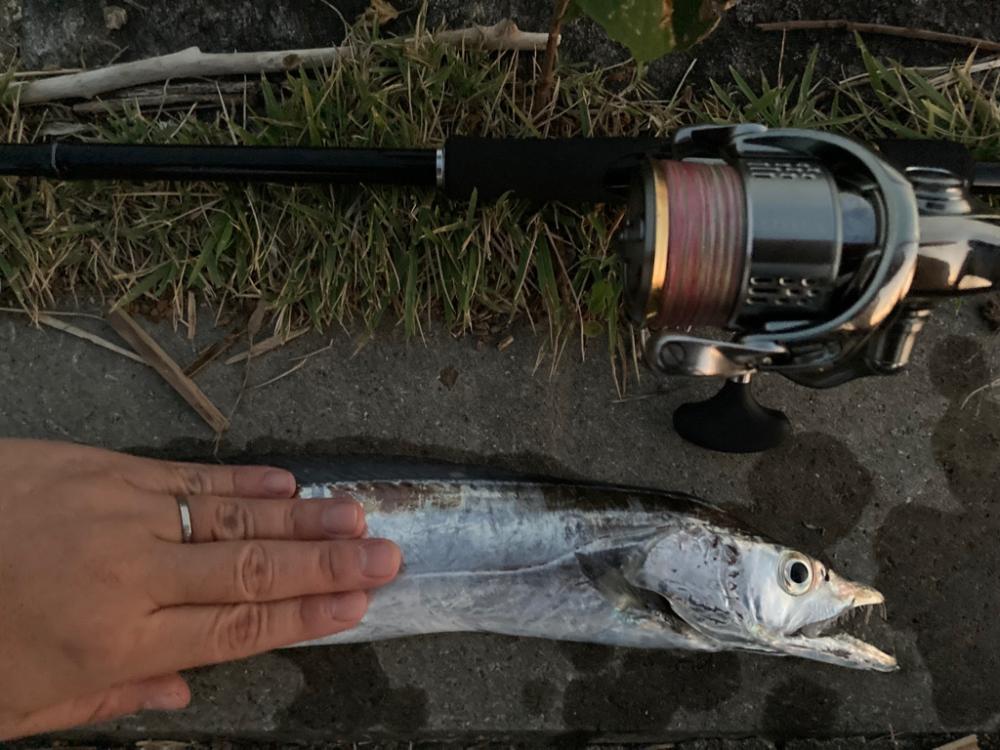 久しぶりのタチウオ