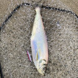 銀色の魚とエソ