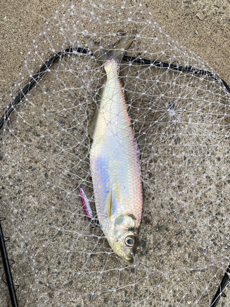 銀色の魚とエソ