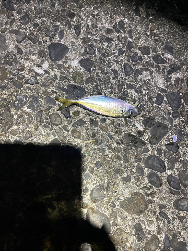 海の中はまだ夏なのか？