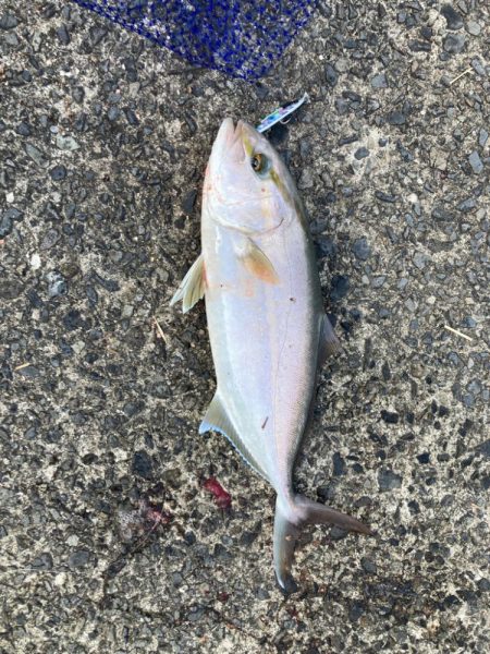 ショアジギング