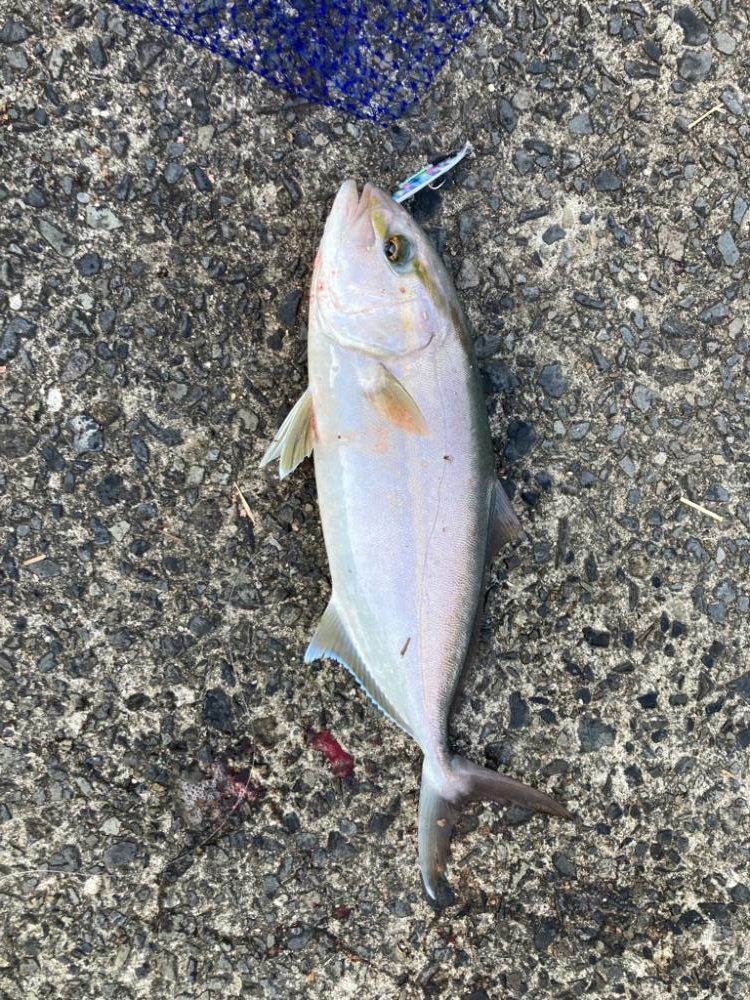 ショアジギング