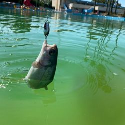 プレオープン　久宝寺緑地エリアトラウト