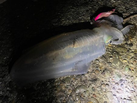 秋アオリキロゲッチュ