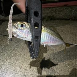 泉佐野アジング