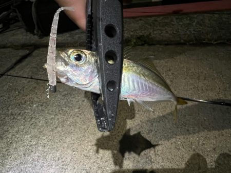 泉佐野アジング