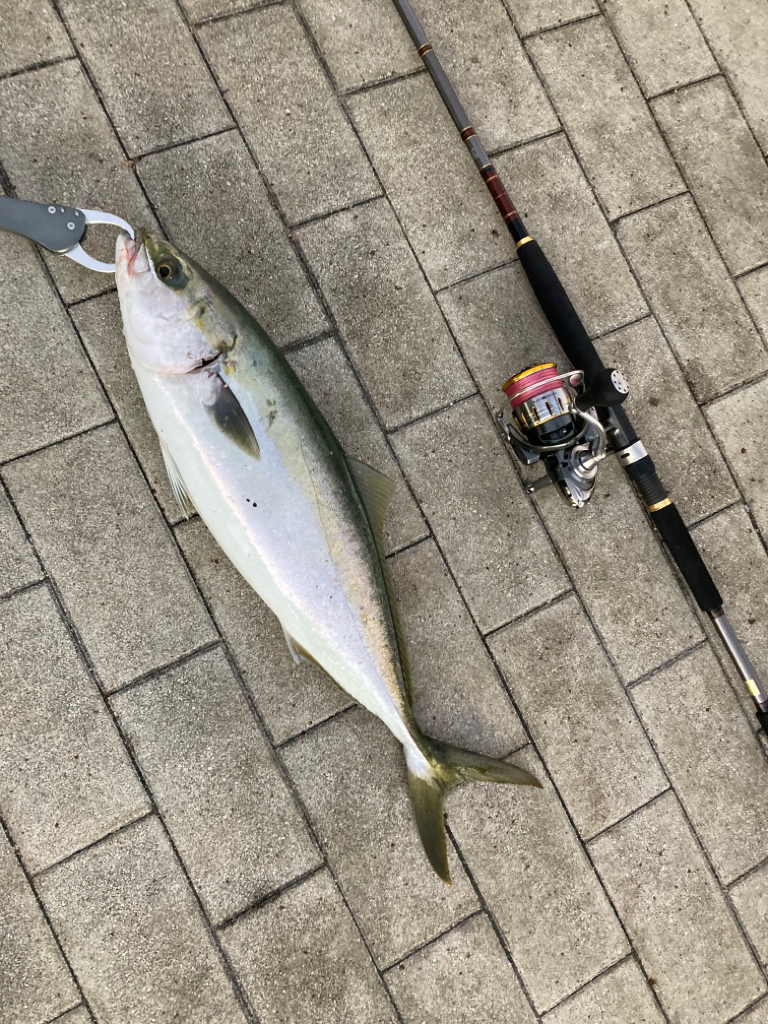 ⭐︎NOカワハギDAY