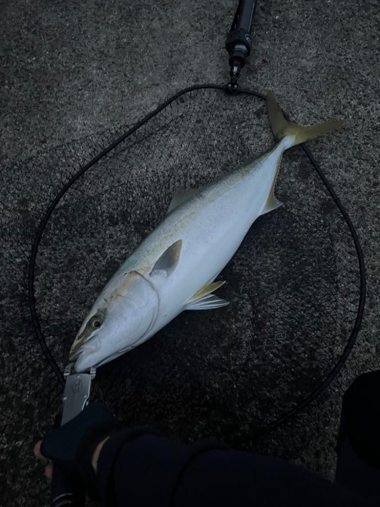 久しブリ、久々投稿