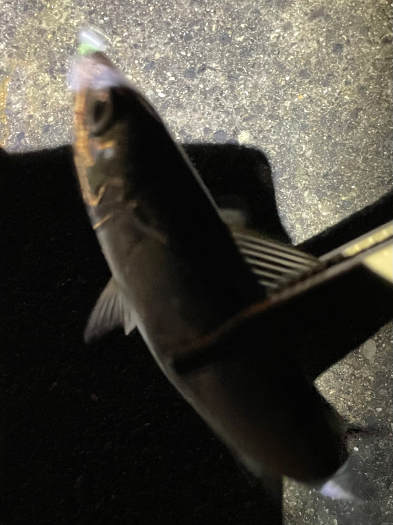 逃げの…ジグ単deアジング