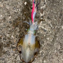 ナイトエギング