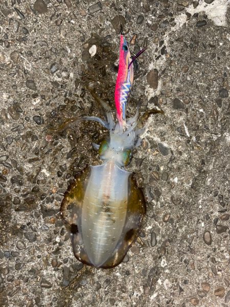 ナイトエギング