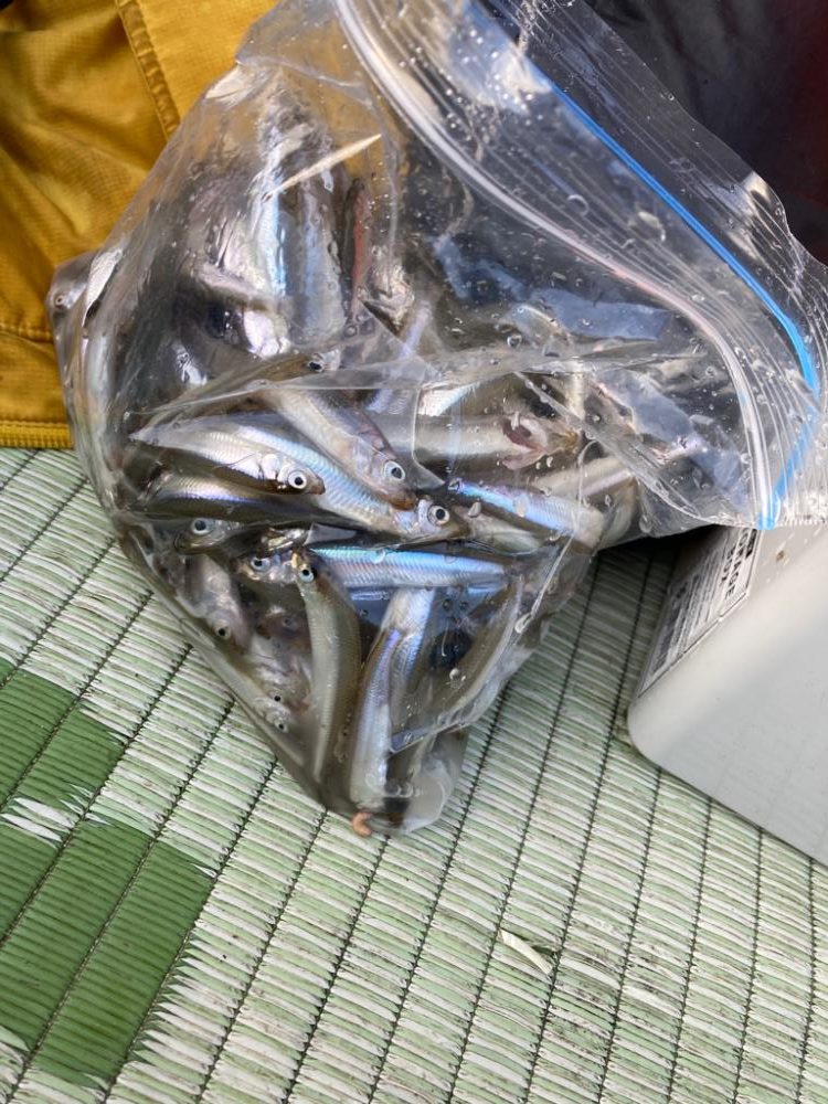 やっぱりワカサギ！