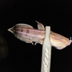 マズメチャレンジ