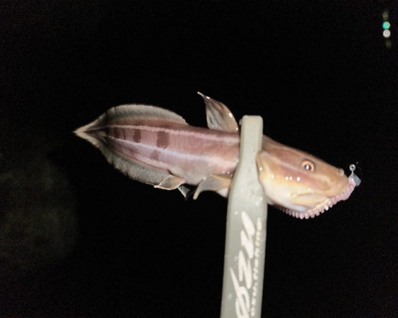 マズメチャレンジ