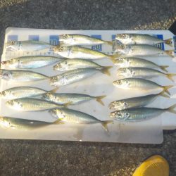 グレ釣りのはずが・・・